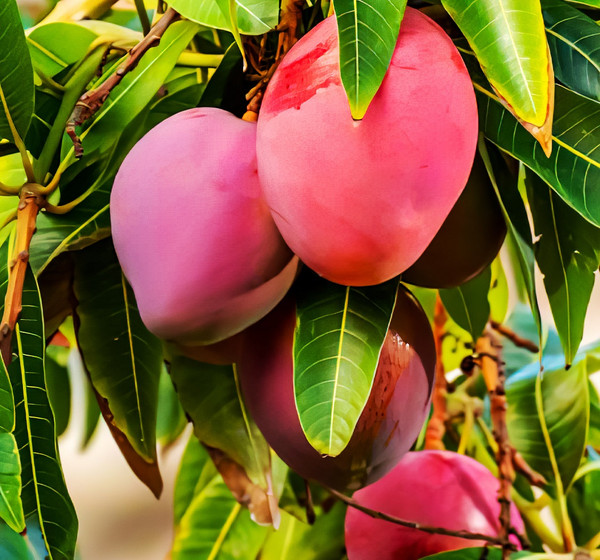 Chitosan in Agriculture and Aquaculture
