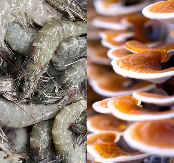Animal Chitosan vs Mushroom Chitosan: What's the Difference?