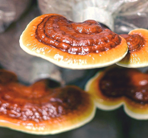 Well Shine Reishi Mushroom