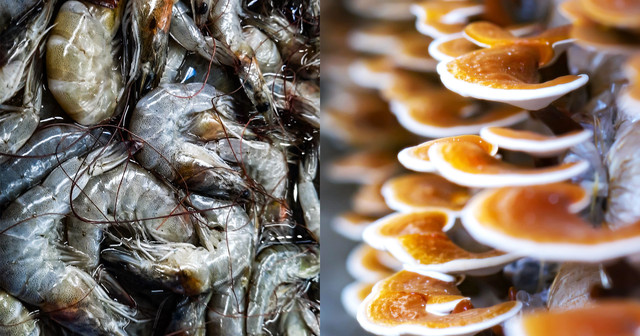 Animal Chitosan vs Mushroom Chitosan: What's the Difference?