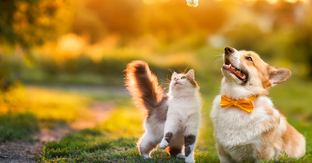 Chitosan for Animals & Pets