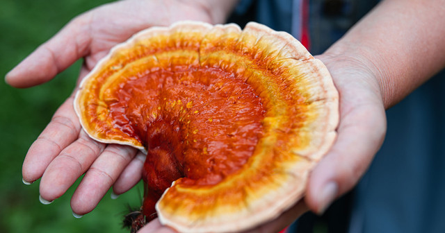 What is Mushroom Chitosan?