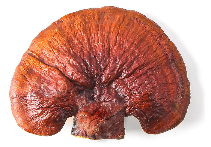 Ganoderma Lucidum