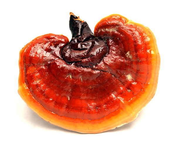 Ganoderma Lucidum