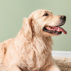 Pet Care